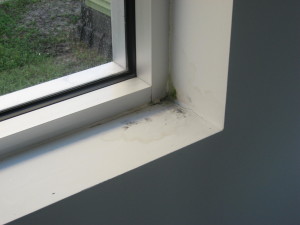 Mold Blog (1 of 2)